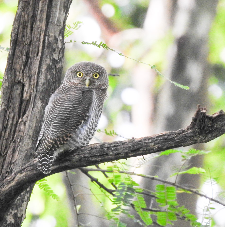 Jungle Owlet
 #wildlife #wildlifephotography #TwitterNatureCommunity #BirdTwitter #birds #birding #birdphotography #bird #birder 

<a href="/NatGeo/">National Geographic</a> <a href="/AnimalPlanet/">Animal Planet</a>

 Watch owlet hooting
youtu.be/nYVSCNQKB-0