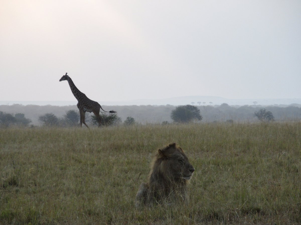 borderlesstours's tweet photo. Life in Serengeti is amazing, sometime it's rushing hour and some time no one is interested. #welcometoTanzania #welcometoSerengeti #Tanzaniasafaris #Tanzaniaroadtrip #tanzanialuxurysafari #TanzaniaBudgetSafari #Tanzaniaadventures https://t.co/wV5T3fUX1g