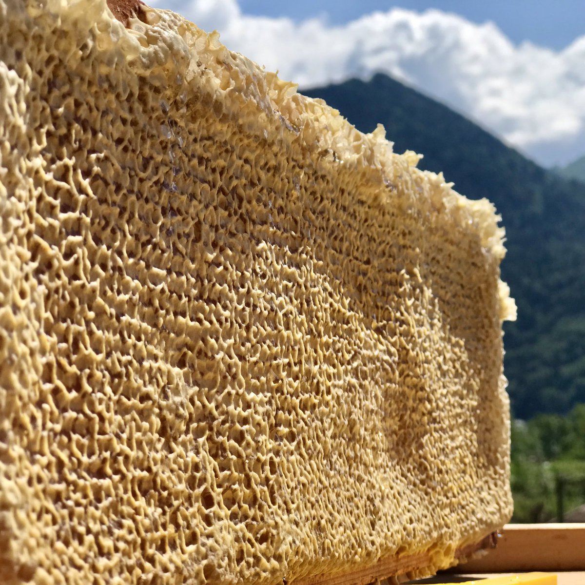 Association Confidences d'Abeilles tweet media