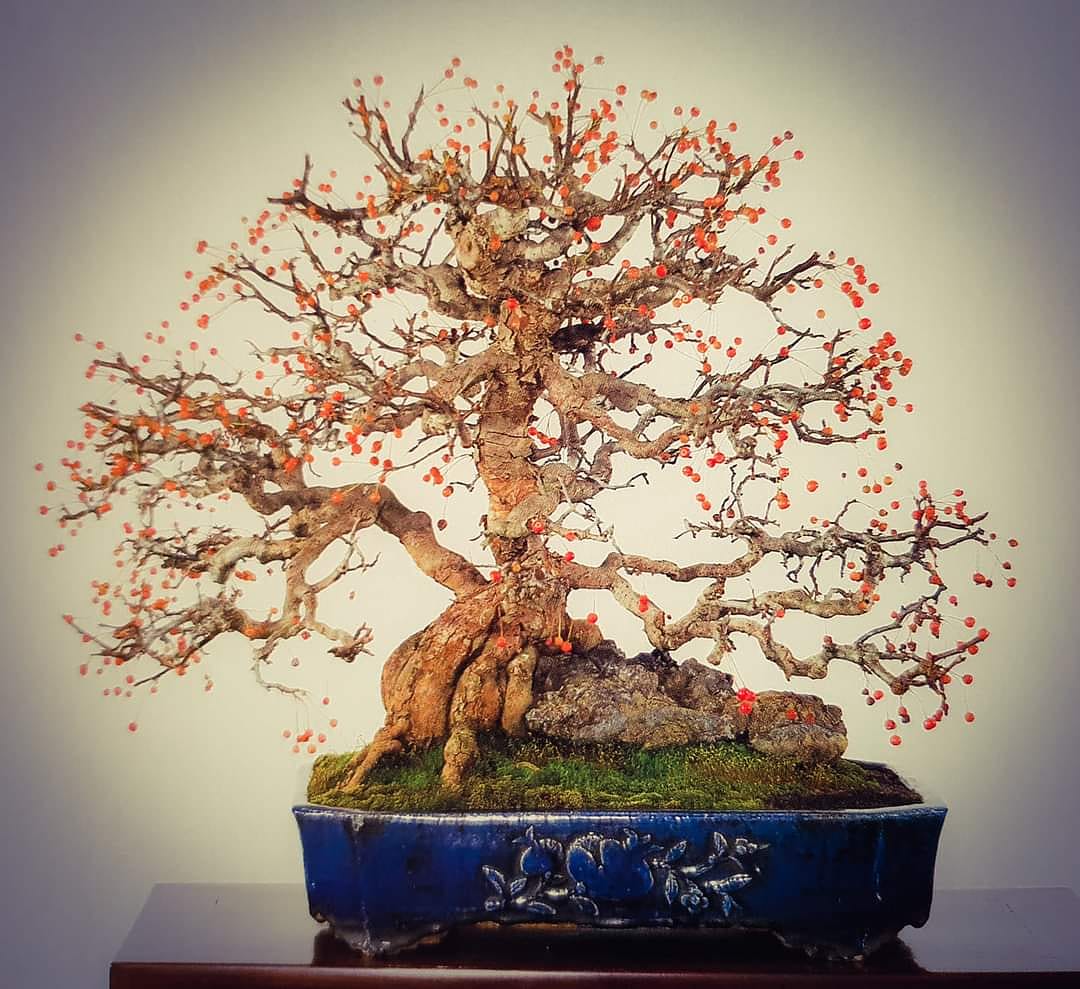 bonsaikido's tweet photo. 🌳#Manzano (#Malus #sieboldii) - Kokufu 1993
De lunes a viernes, ⏳ abierto de 18 a 21h.
Paseo de la Castellana, 100, bajo izda.
BONSAIKIDO, tu tienda y escuela de #bonsai
en Madrid. https://t.co/BoVmVy2717 https://t.co/fMVp3Jkv0n