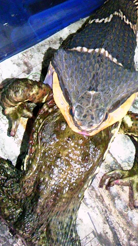 まだら汁 tweet media