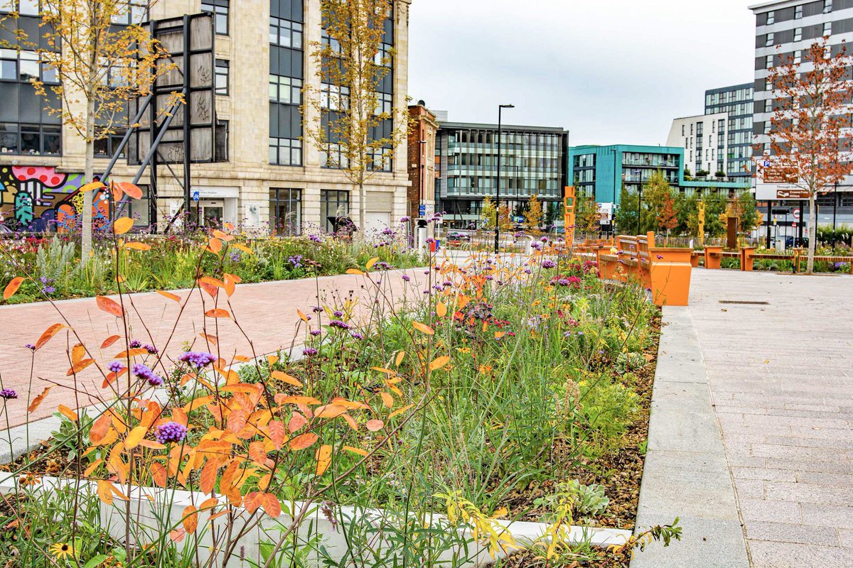 Grey to Green Phase 2, Sheffield. Autumnal colours in the bioswales and street plantings with the young plants of the shrubs Amelanchier and Aronia making a strong contribution #suds #shefplanting #landscapearhitecture #plantingdesign