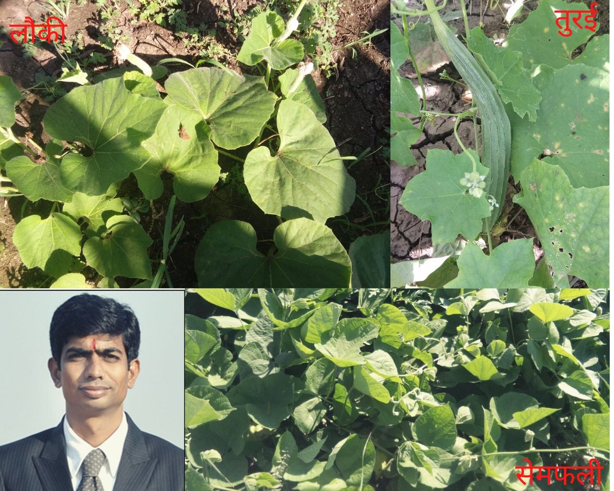 giangujarat's tweet photo. ज्ञान संस्थान, #Ahmedabad  द्वारा प्राप्त देशी सब्जी बीज को शाला के किचन #Garden मे लगाया है। 

शाला बंध होने के कारण सब्जी ओ को गरीब विध्यार्थीओ को दी जाती हे।

@NITESHMATHUKIA श्री खंभालिया प्रा शाला #Gujarat

Project by @Gian_innovation @GodrejGroup

 #school #Nutrition #india https://t.co/ddEaaLJNEK