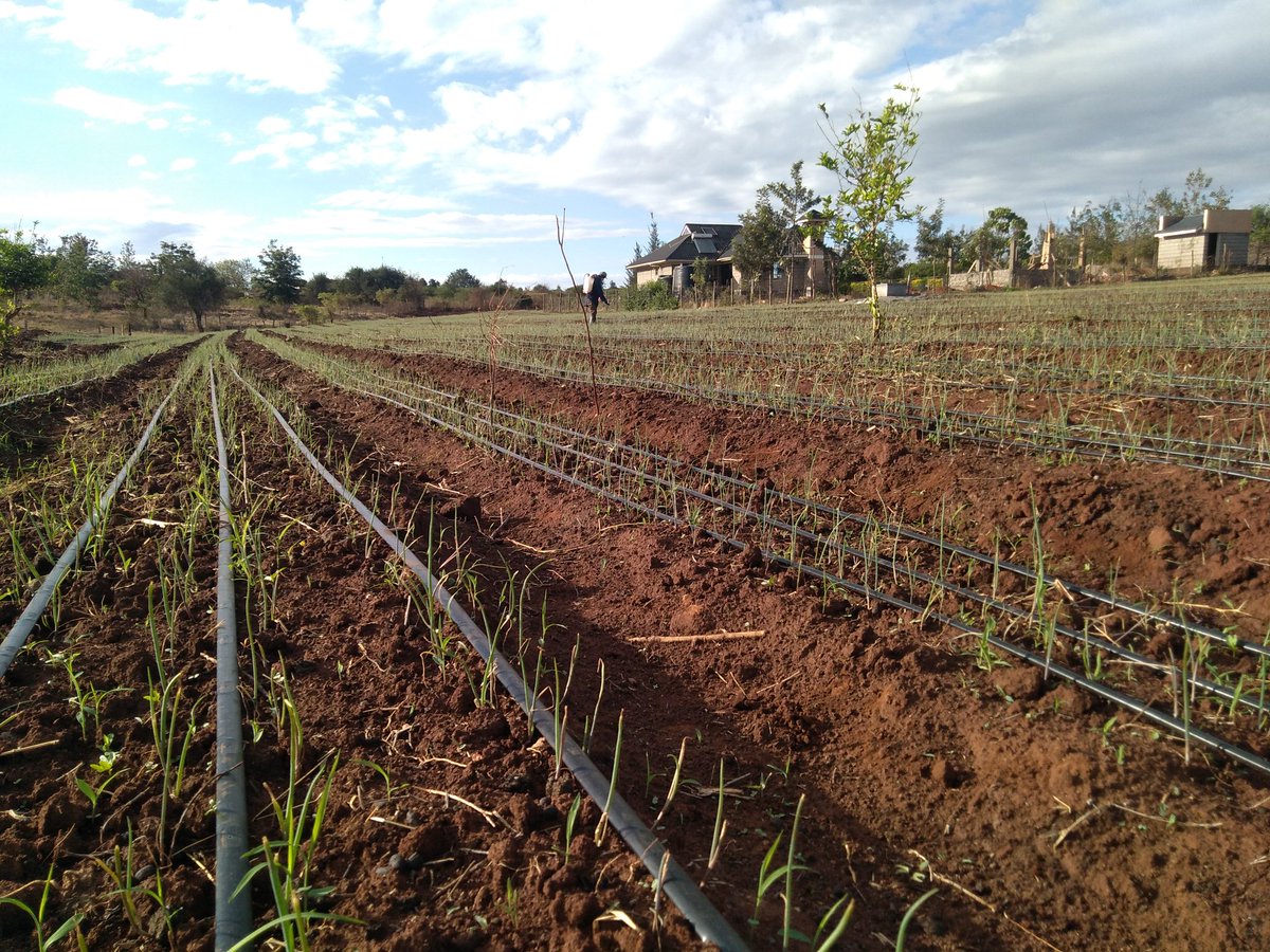 Following up on the onions In Embu

✔️➡️Remember your feeding program is key to reducing some of the fungal/bacteria infections

So lets work on the feeding /nutrition programs..

#HappyBirthdayUhuru #mondaythoughts #covid19Ke #HappyBirthdayKenyatta