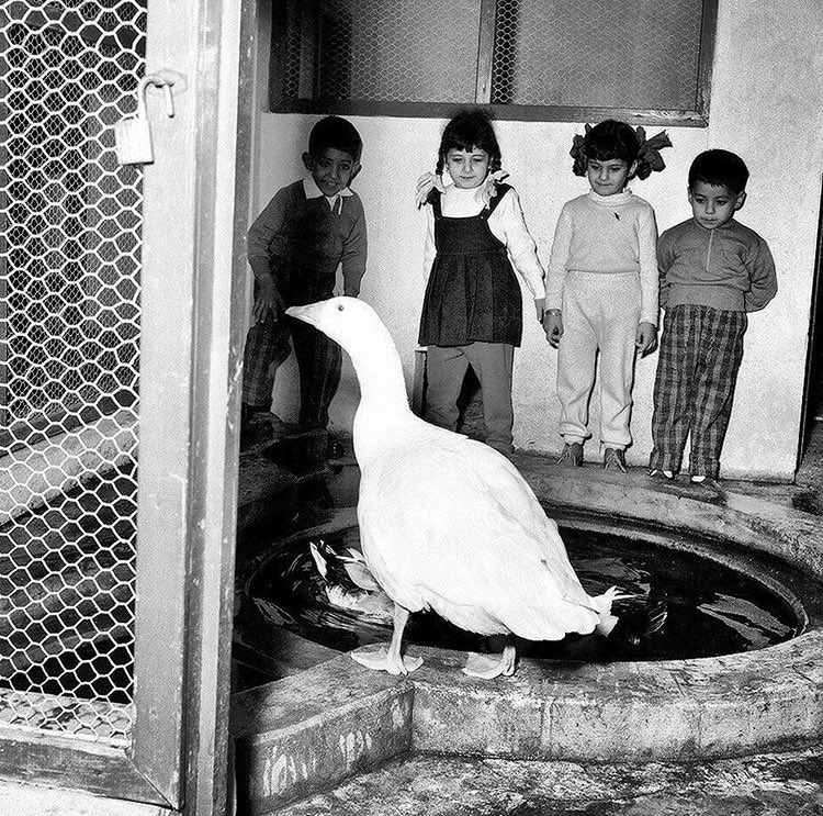 A picture that was taken at a kindergarten in Kuwait in 1961. Most kindergartens in Kuwait included a pets area, which was created to help children learn empathy and responsibility.
