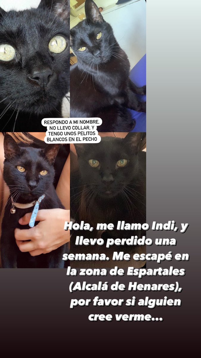 nereadcm's tweet photo. ⚠️Hola chicxs, hace una semana se escapó mi gato por la zona de Espartales (Alcalá de Henares). Responde al nombre de Indi y es todo negro con unos pelitos blancos en el pecho. Por favor si alguien cree verlo que se ponga en contacto conmigo⚠️ Agradezco difusión🥺 https://t.co/hesBwHID9V