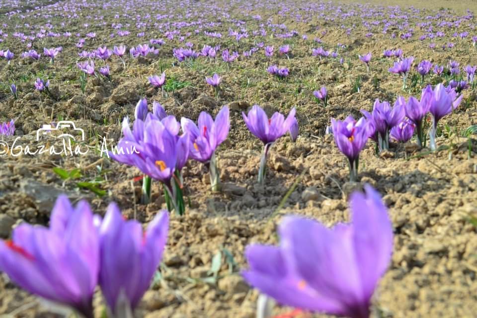 amingazalla's tweet photo. #saffron #Kashmir https://t.co/OqqrWqtexF