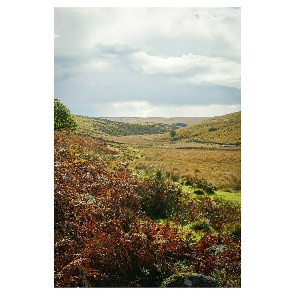 Colours of autumn on the Moor ⠀
.⠀
.⠀
.⠀
.⠀
.⠀
#colourinspo #autumn #bronze #coppertone #copperandbronze #naturesgifts #staycation #dartmoor #onthemoor #colours #naturelover #mood #monday #landscapedesign #ombre #landscapes #gardendesign #designe… instagr.am/p/CGzC6QGgy5U/