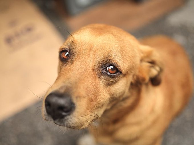 #HayvanHaklarıYasasıHEMEN