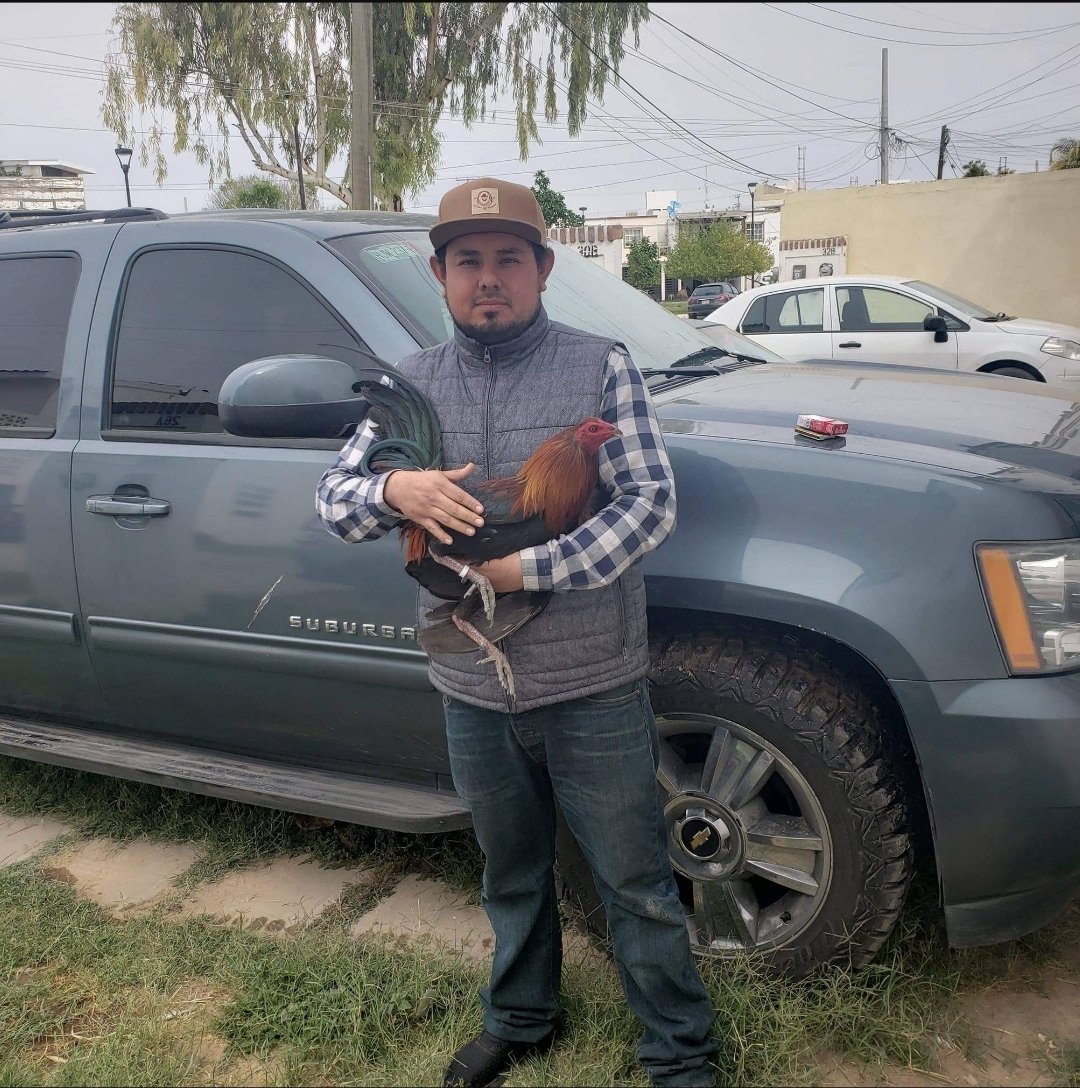 Mayates Torreón tweet media