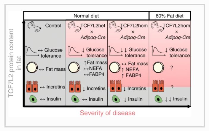 DiabetologiaJnl's tweet photo. The type 2 diabetes gene Tcf7l2 is required for normal glucose tolerance, insulin secretion and circulating lipid levels in mice @mariesophiengu @AidaMartinezS @gdsxavier @guy_rutter @ImperialMDR @IMSR_UoB https://t.co/3emFMt3kw5 🔓 https://t.co/qUgtRolIcG