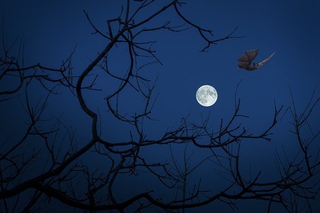 "On Halloween, or any one of the three spirit nights, the devil, in the shape of a pig, a sow, a horse, or a dog, prevented people getting over stiles; or, in the guise of an old woman spinning or carding wool, he frequented lonely spots & scared people away" #Halloween    #Wales 