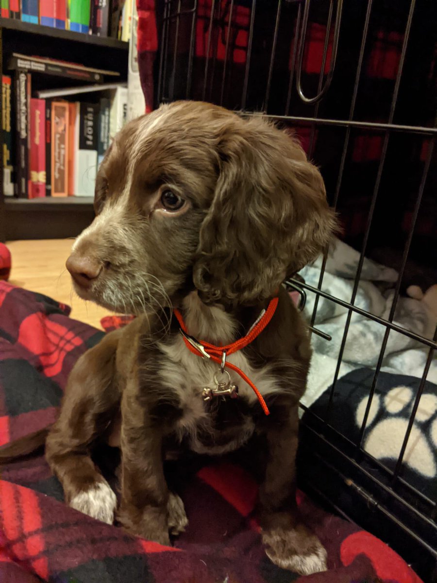 Dr Stephen Maclean tweet media