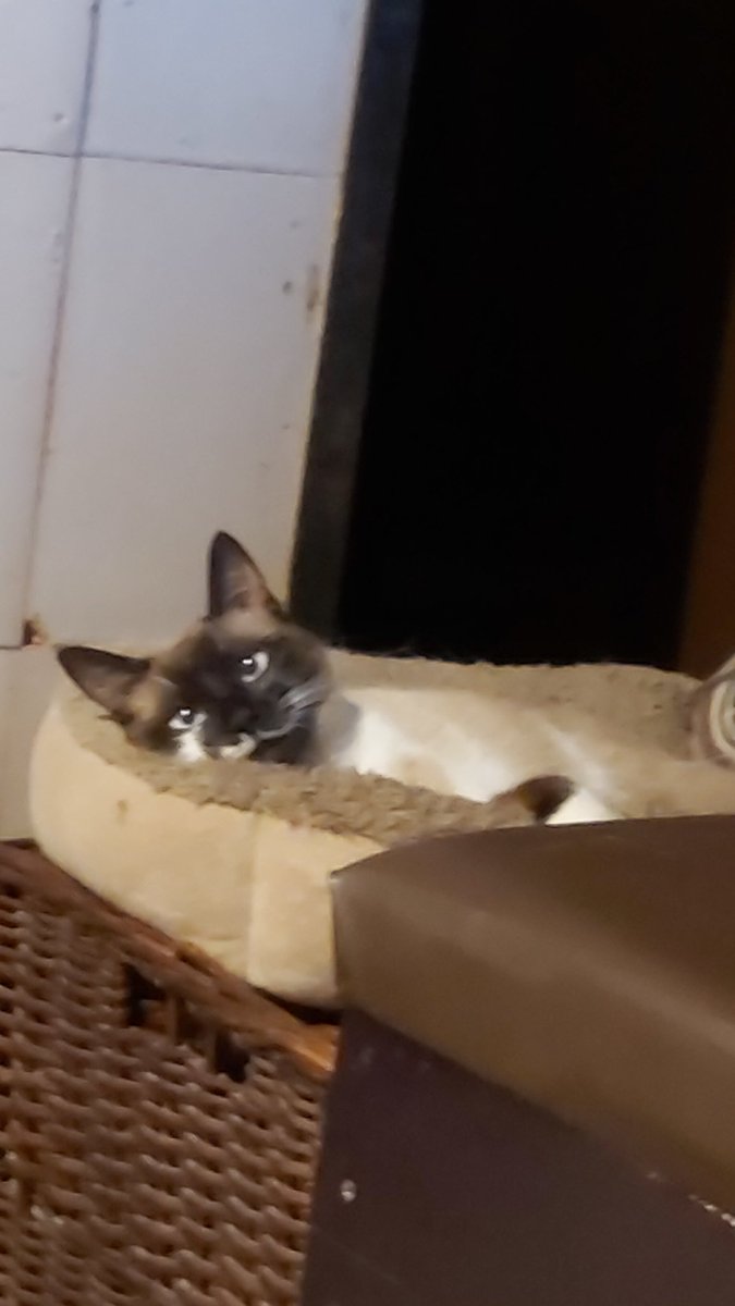 CryptidCorpsez's tweet photo. Cat pics https://t.co/Lr8fsgIDzj