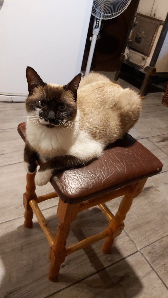 CryptidCorpsez's tweet photo. Cat pics https://t.co/Lr8fsgIDzj