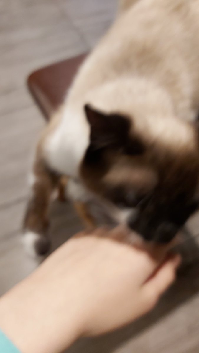 CryptidCorpsez's tweet photo. Cat pics https://t.co/Lr8fsgIDzj