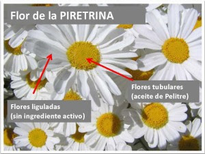 ConocerAgri's tweet photo. 🌱 ¿#SabíasQue del #piretro solo interesan las flores centrales, las que no tienen pétalo? 🌼 Estas flores, una vez recolectadas, secadas y pulverizadas, se someten a un proceso extractivo del que se obtiene aceite de pelitre ➡️ https://t.co/rzFVz61NNY | #Agricultura https://t.co/ndIHV6VAXk
