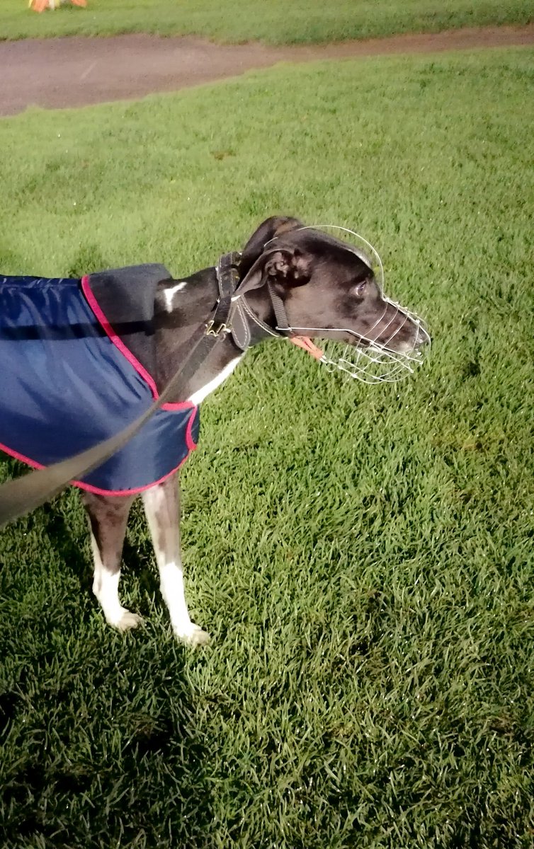 adachikennels's tweet photo. Tolpuddle Jack made it 2 from 2 wins last night @SwindonDogs! For owner S Talbot! Well done Jack π#racinggreyhound #happyandcontent #winner #tolpuddlejack https://t.co/pF1hbzMO20