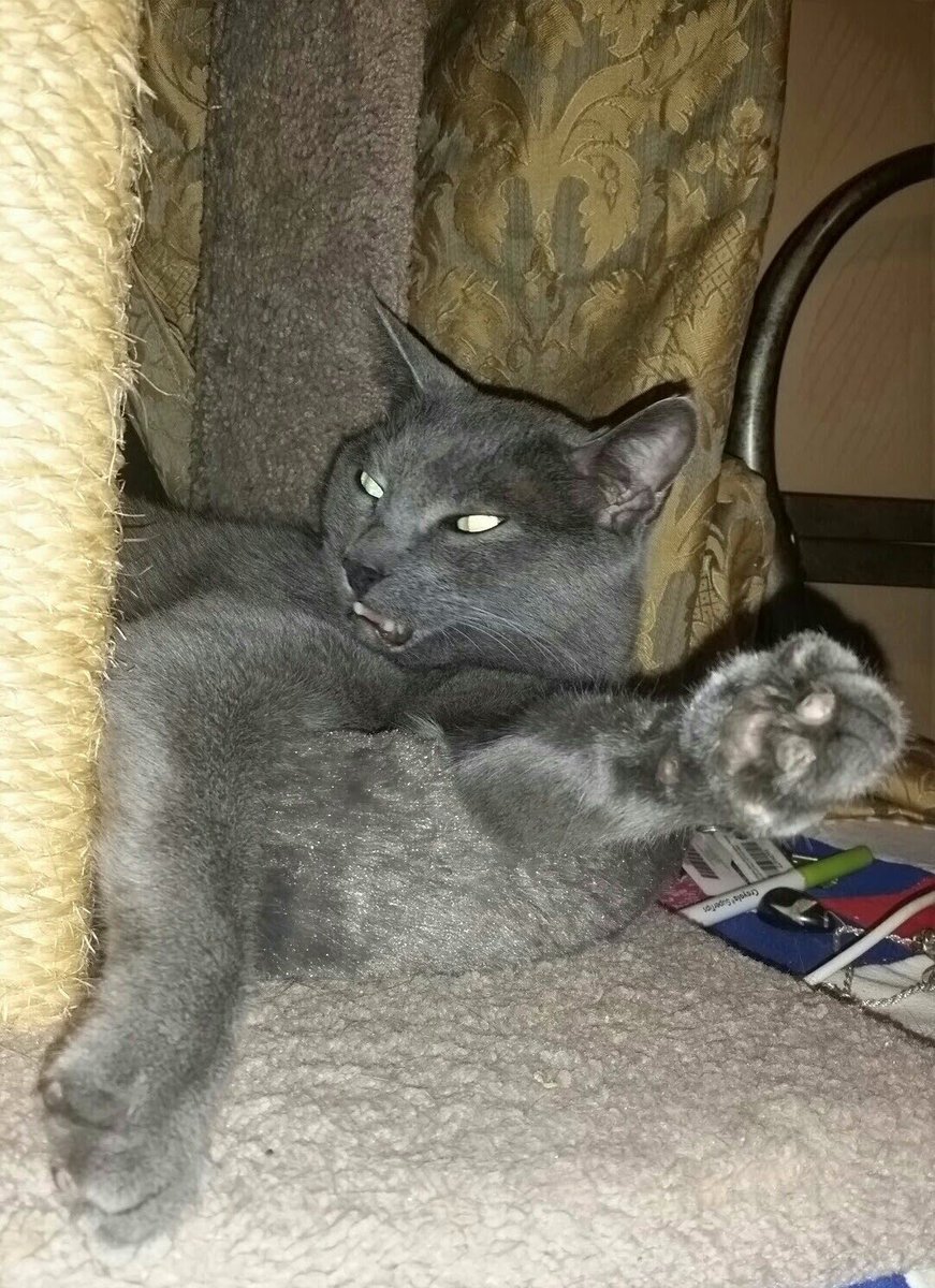 Blutospin's tweet photo. Tudayz #kittyloafmonday iz not fur da weak! Every little stinky morsel yew will earn! #lacerations #contusions 😾👊🍞 @ZombieSquadHQ @GregariousGus @irisesther54 @3coolkatz @Mygreatredmare @TeddyTedaloo @TeddysFamiwy @3coolkatz @Aki_and_Kari @timhoyt14 @MillieOTLFP @Cleo_sMommy https://t.co/TXGWVnqOgM