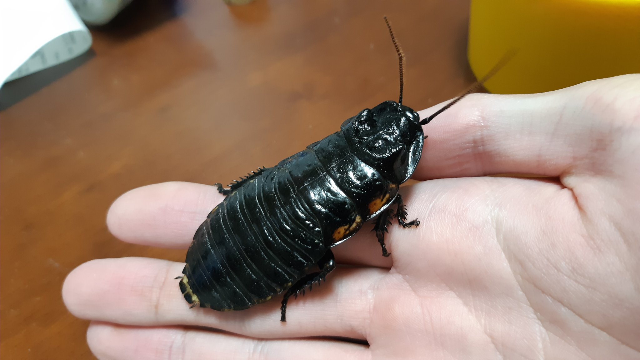 冬虫夏虫 バンワエレベキ マダガスカルオオゴキブリの1種です オブロンゴナタより平べったいです 高級感のあるツヤと立派な体格が最高です