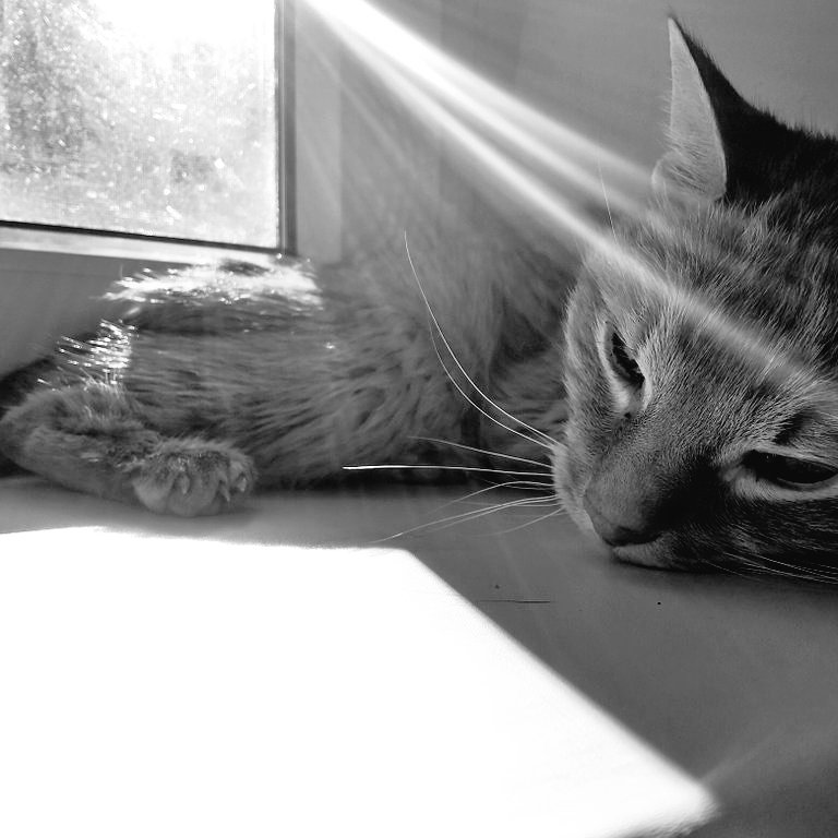 richardcatbaker's tweet image. Dear friends, Richard has crossed the rainbow bridge earlier this morning. Over the weekend his health declined to the point I decided to take him to the vet first thing in the morning. We were lucky, because his favourite vet was there and she made sure his departure was easy.🌈