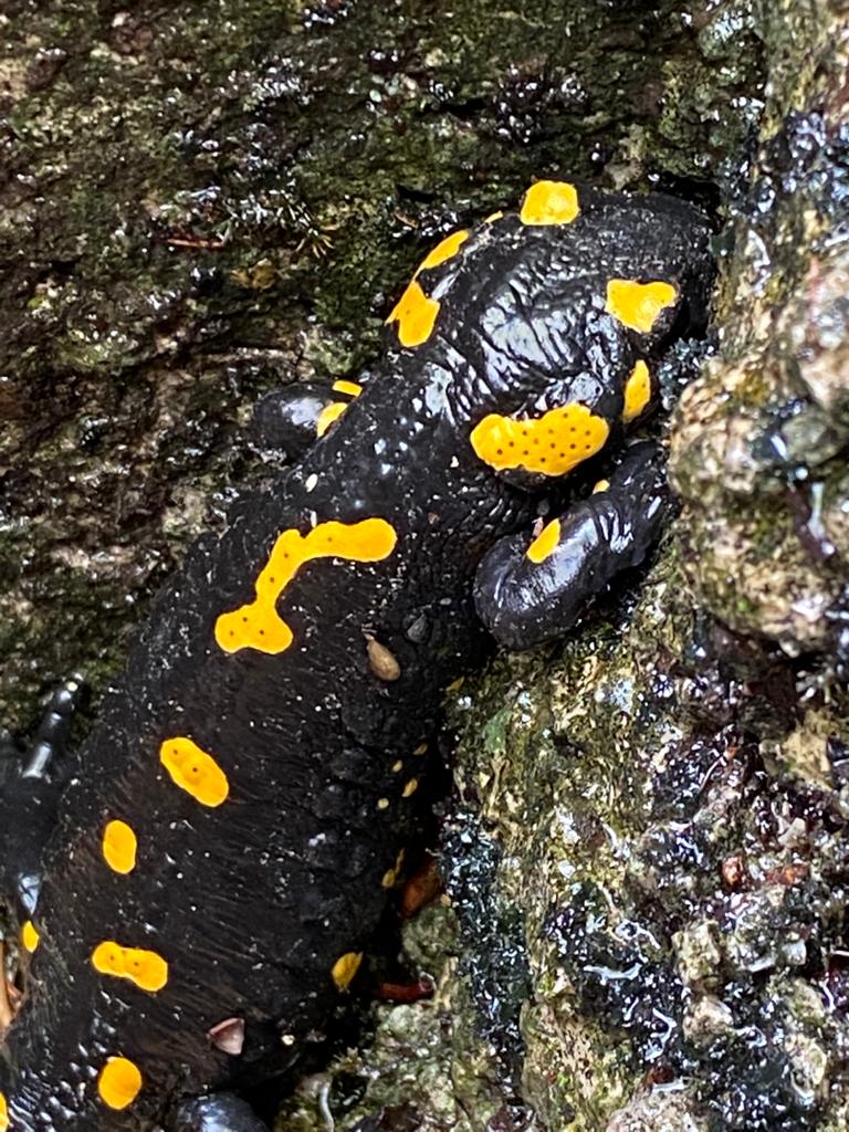 St4rZ's tweet photo. @Nicola_Bressi sabato abbiamo trovato questa bellissima salamandra camminando sulla Linea Cadorna. Abbiamo notato l'addome gonfio: uova? https://t.co/yEPte0qadY
