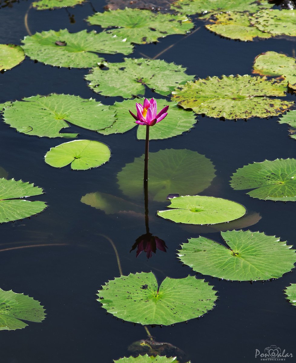dr_malar's tweet photo. What you are is a reflection of your inner self ❤️
#photography #ponmalarphotography #Nikon #nikond750 #nikonclicks #fullframe 
@NikonIndia @NikonUSA @NikonNews https://t.co/CPKjZGbMXU