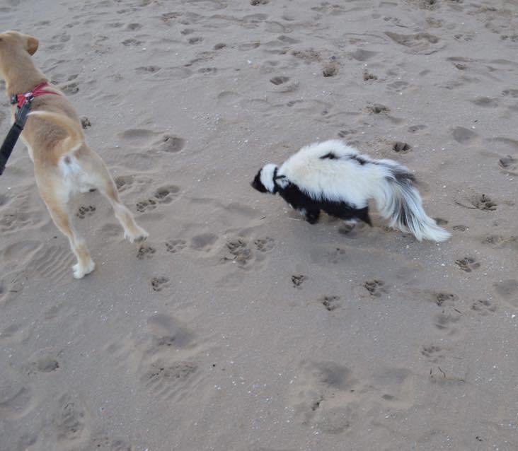 JordanHaigh93's tweet photo. @gregjames we always get funny looks walking our Skunk Squirtle 😂 https://t.co/YwCG3MvFVW