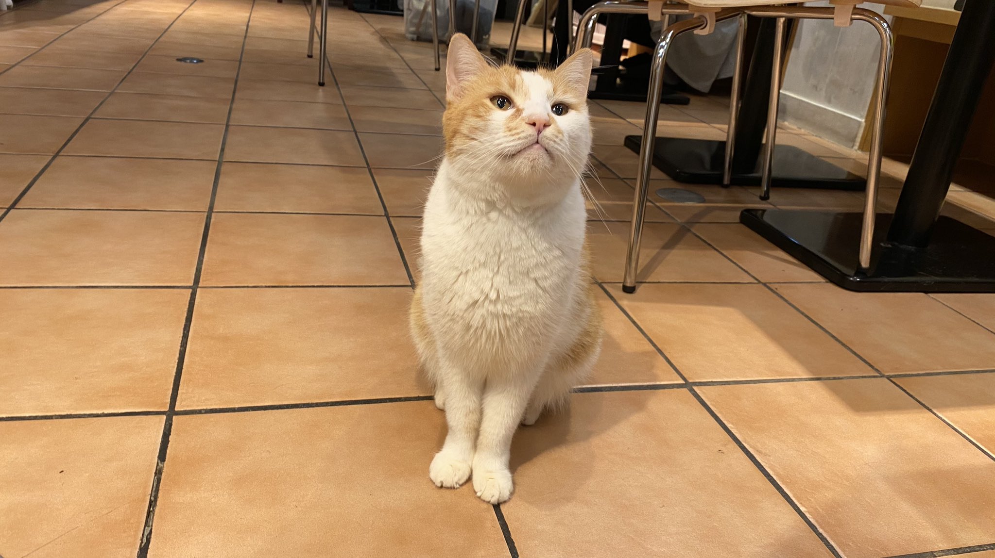 保護猫カフェ 猫見家 支援物資 大歓迎 次のニュースレターの素材画像に 店長代理のそらにポージングを頑張ってもらったら 思いのほか凛々しすぎたのでお客様にも見てもらいたい 猫見家 やれば出来る男そら 男らしい 保護猫カフェ 里親募集