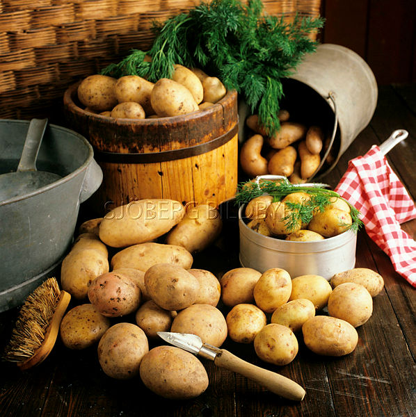 Sjobergbild's tweet image. Idag 26 oktober är det Potatisens dag. Tanken är att vår kära knöl skall firas i hela landet. Men likt en del skådespelare får väl potatisen oftast göra den viktiga birollen?

#temadag #potatis #Nyheter #Sverige #mat #livsmedel #aktuellt #idag #pären