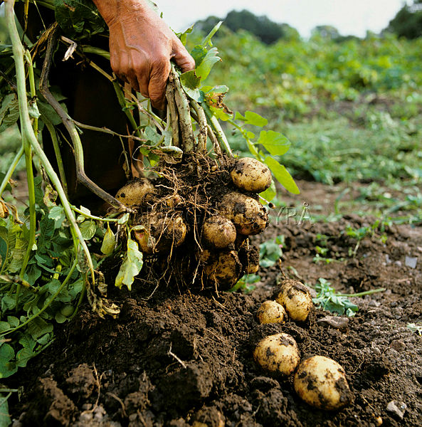 Sjobergbild's tweet image. Idag 26 oktober är det Potatisens dag. Tanken är att vår kära knöl skall firas i hela landet. Men likt en del skådespelare får väl potatisen oftast göra den viktiga birollen?

#temadag #potatis #Nyheter #Sverige #mat #livsmedel #aktuellt #idag #pären