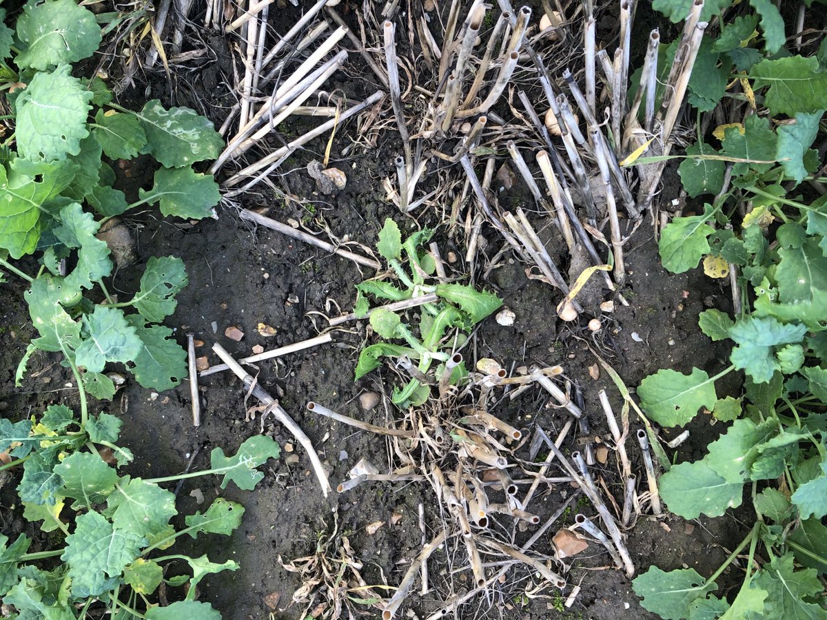 ROGERM88's tweet photo. One week after #Belkar ⁦@CortevaUK⁩ application both thistle, poppy and cranesbill are on the way out. Groundsel showing some effects but larger plants are likely to recover. One to monitor ? https://t.co/nOjlfhlooM