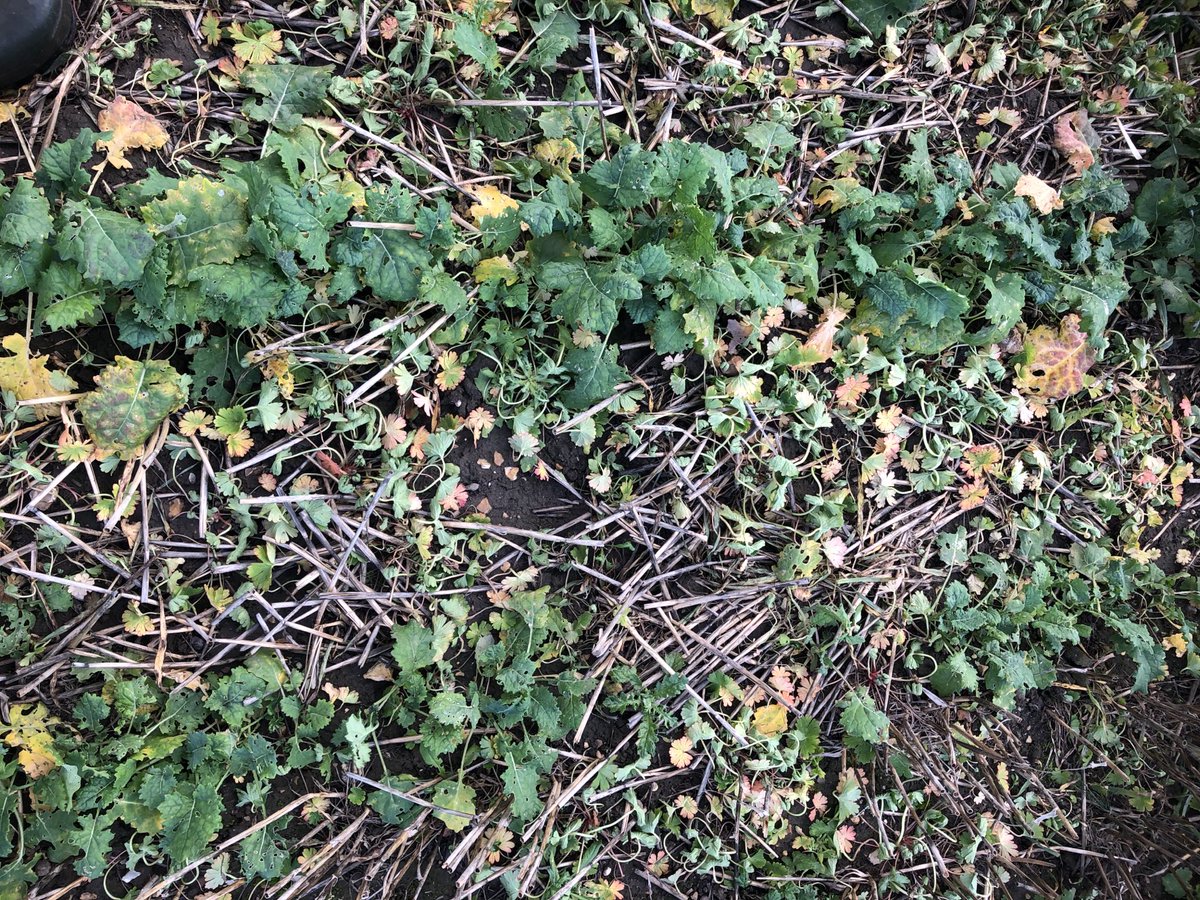 One week after #Belkar ⁦<a href="/CortevaUK/">Corteva UK</a>⁩ application both thistle, poppy and cranesbill are on the way out. Groundsel showing some effects but larger plants are likely to recover. One to monitor ?