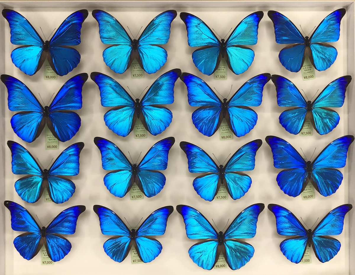 レテノールモルフォ！標本 レテノールモルフォ 標本 若き モルフォ