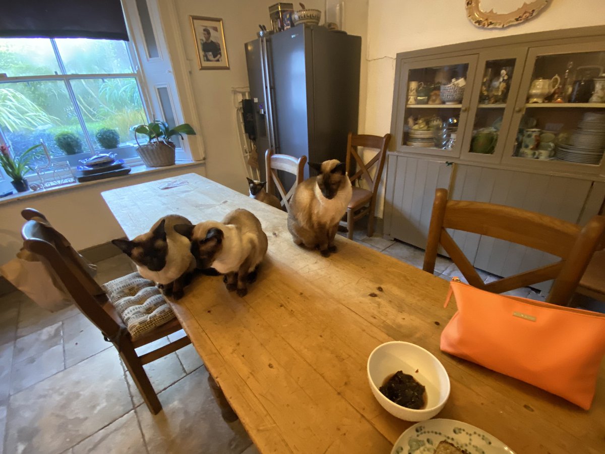 LucindasIreland's tweet image. Breakfast with 4 of my makeup team. My scramblers with Parmesan are still not as good as @anitathoma  #myplumconserve #sicilianlemonmarmalade #gfbread #freshoj #siamese  #bankholiday #breakfast