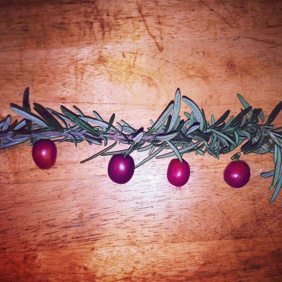 AnyasPerfumes's tweet photo. No, it's not a little Christmas tree branch with cranberries!

It's a branch of Tuscan blue rosemary and my first harvest of coffee beans. I ate one already 😎Goats in Ethiopia  were observed being very energetic after chewing the beans thus began the coffee industry. ☕😁🐐 https://t.co/fJChlvP1K8