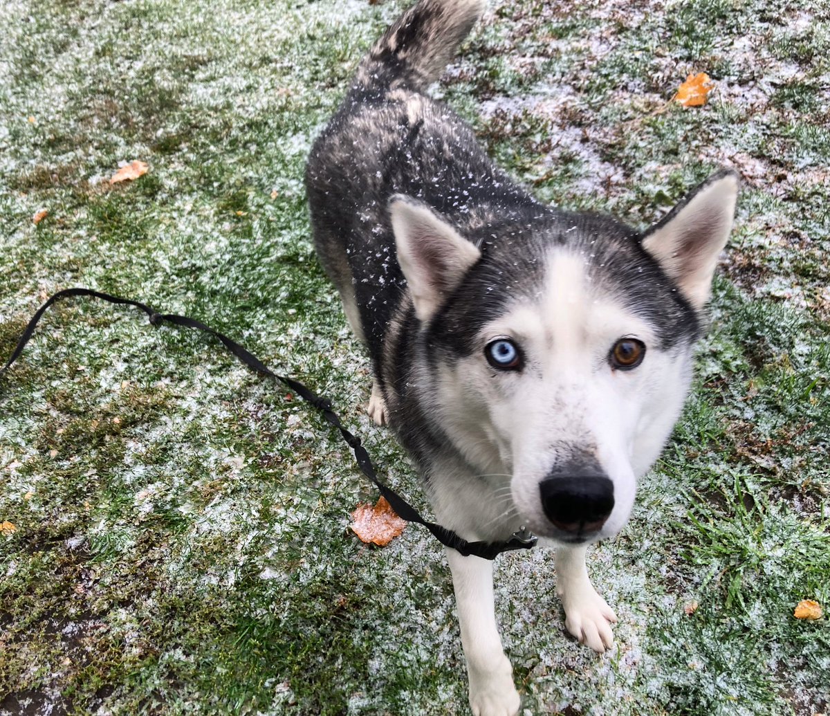 ACDogSquad's tweet photo. The snow has arrived and Ricky feels alive! ❄️  #ACDogSquad wishes you a happy first snowfall of the season! 

#gooddogs #dogsofottawa #dogsoftwitter #dogslife #doglovers #dogoftheday #husky #snowfall #snowdog https://t.co/h3ZeNQDf5F