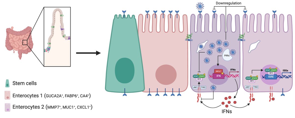 Steeve Boulant tweet media
