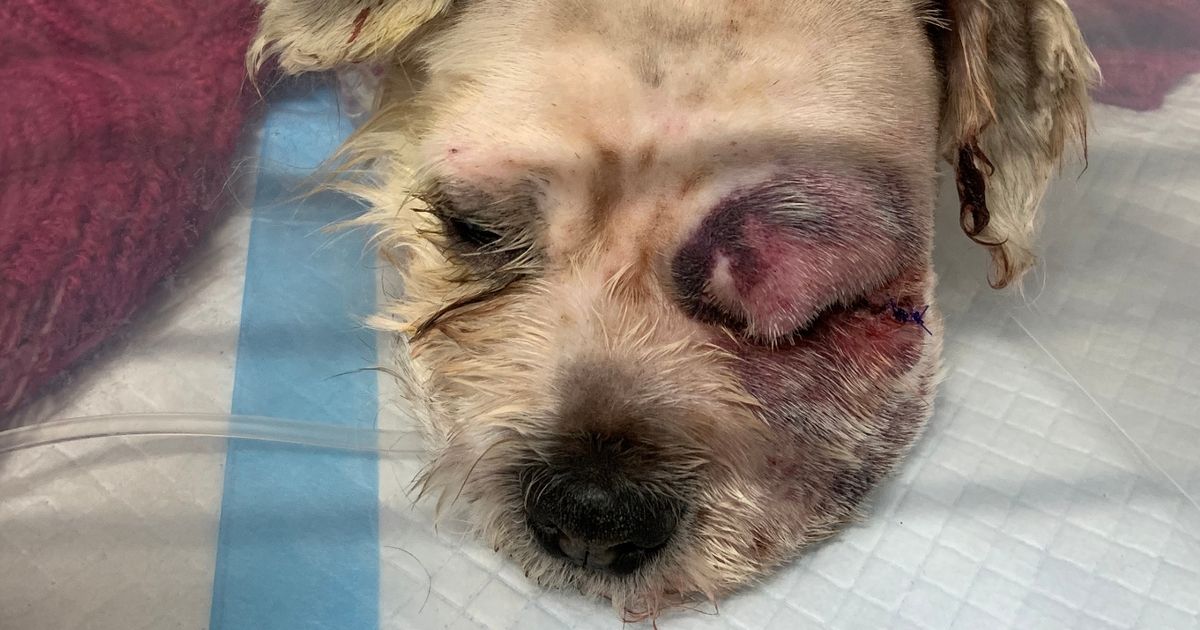 Matted dog found 'terrified and trembling' after being dumped in graveyard lancs.live/news/lancashir…