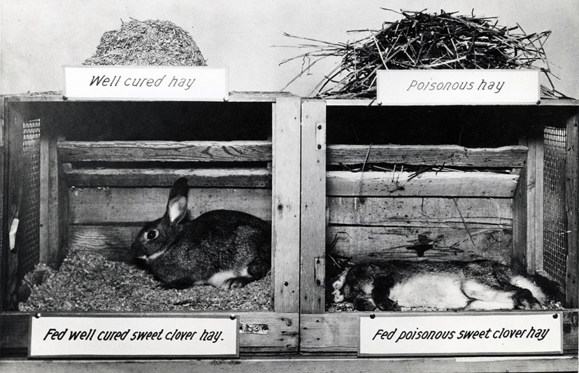 Frank W. Schofield (1889-1970), a Warwickshire-born Canadian veterinarian  @OntVetCollege, linked these deaths to consumption of damp sweet clover. He published papers in 1922 & 1924. However his institution then increased his teaching load and had no money for further research./4