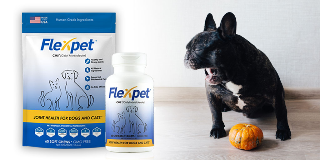 flexpet for dogs