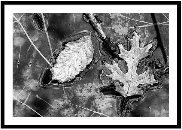 marybedy's tweet photo. Fall Pond 3 2018 1 BW
https://t.co/NFNu0Trcup #blackandwhitephotography #fallpond #fallenleaves #wetland #monochrome #marybedy https://t.co/sMbvirnlTr