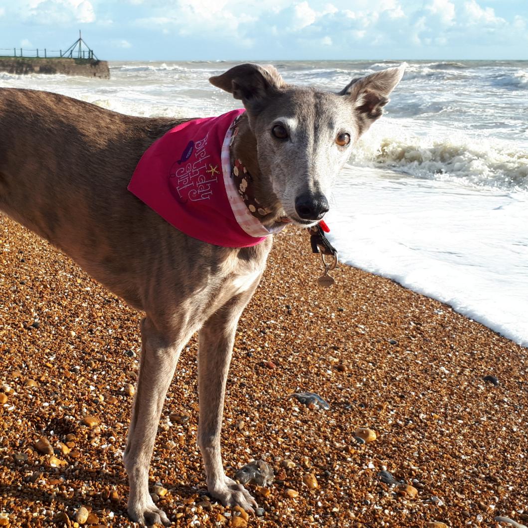 Cilla & Doris the Lurcher 🌈 🐕 tweet media