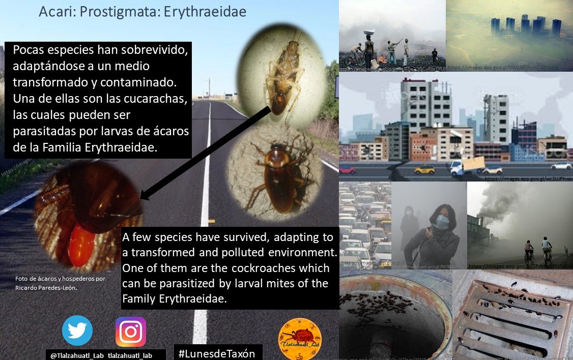 TlalzahuatlLab's tweet photo. Today in #Taxon'sMonday @Mnica26232736 member of the #TlalzahuatlLab talks us about mites and cockroaches /
Hoy en #LunesDeTaxon @Mnica26232736 integrante del #TlalzahuatlLab nos platica sobre ácaros y cucarachas
#Erythraeidae #Mites #Prostigmata #CambioClimatico #Blattodea https://t.co/NWJ4Ho9PXQ