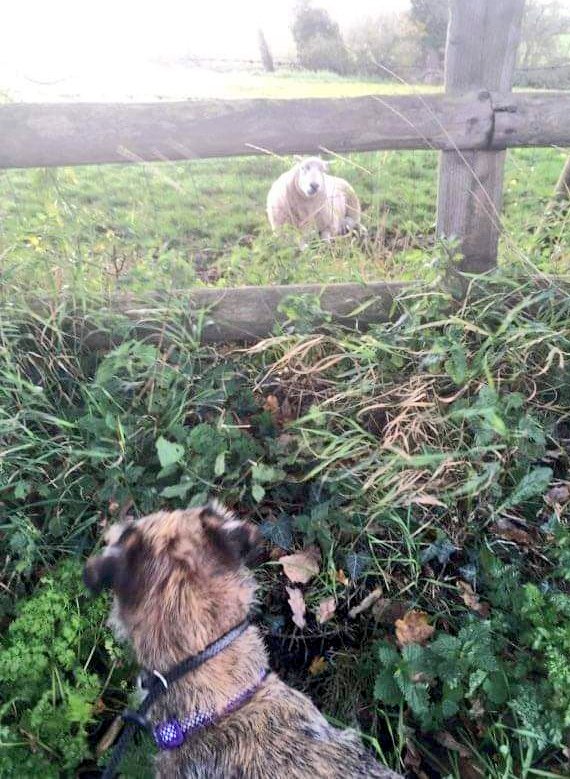mabelandstanley's tweet image. Today wile out on my walk wiv hoodad i did make a new frend, small bark to introduce myself then woz calm 🐑😀 #boymeetssheep #mondaywalk #BTPosse