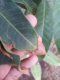 م. زراعي/ محمد الحاج tweet media