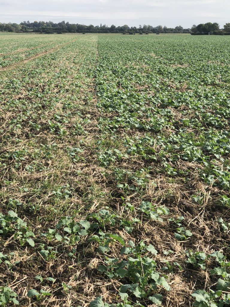 HutchinsonsAgUK's tweet photo. Starter fertiliser could give OSR a reprieve...

CSFB pressure has forced many growers to drop OSR from their rotation, but the crop could get a reprieve on one Lincs farm thanks to the use of starter fertiliser this autumn - Ed Barnatt shares the details: https://t.co/EbYR9DFbRn https://t.co/ORj7DSKhQp