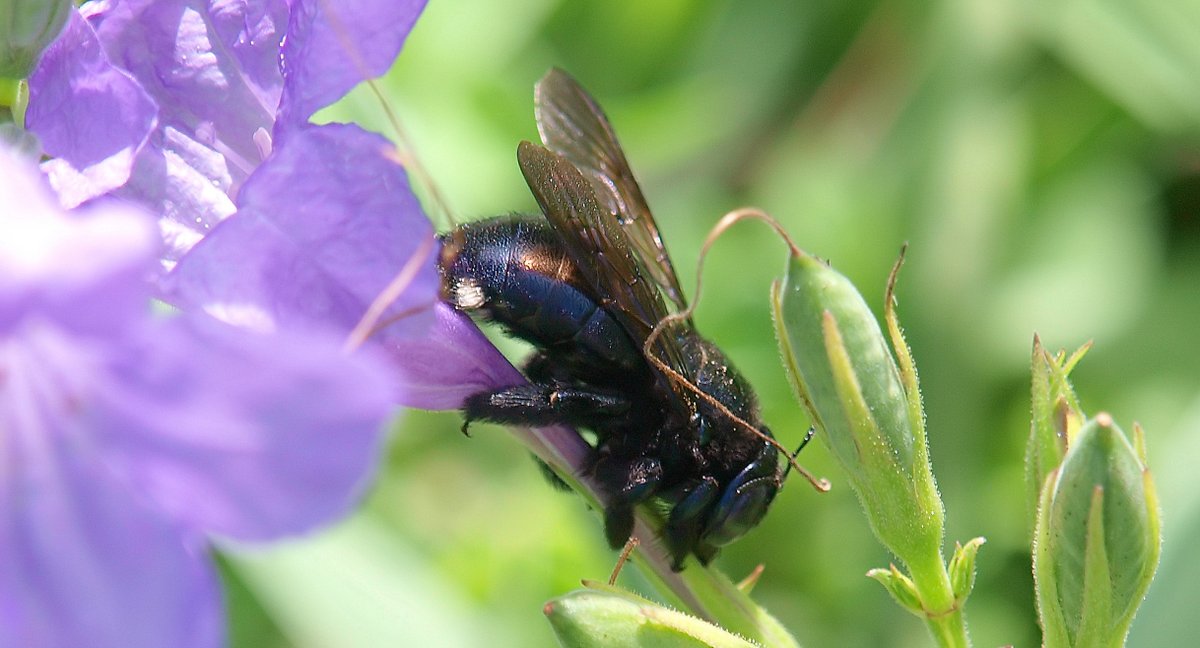Stealing Nectar
Carpenter bees are known for stealing nectar without pollinating the flower. This 1 has just chewed thru the base of the flower & is sucking up the nectar pool
Southern Carpenter Bee (Xylocopa micans)
https://t.co/vPZaL25Rcy
#WhiteRockLake #bees #naturepic #macro https://t.co/lssu82ztuI