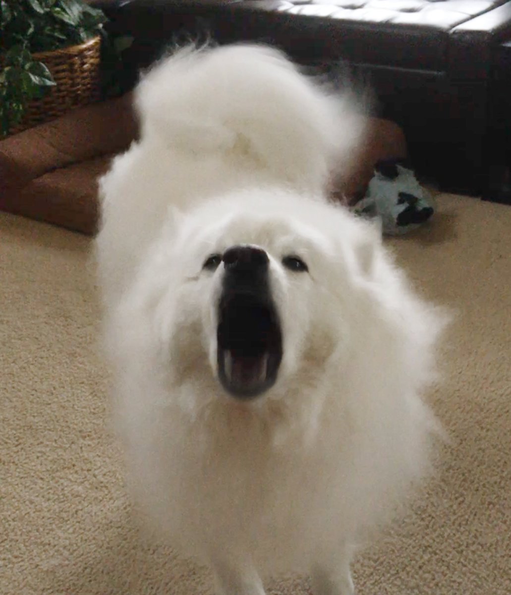 If you haven’t experienced your Eskie getting into an argument with another dog while both dogs are inside their respective homes, have you even lived? #Eskie #AmericanEskimoDog #Eskies #Kayu