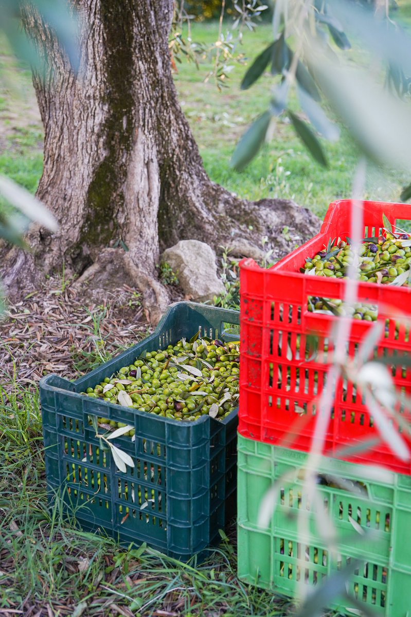 At #Ornellaia we have 2000 ancient olive trees growing side by side with the vines.
We've dedicated these first weeks of October to picking the Tuscan varieties of olives from which we make our own extra virgin olive oil, carrying on local tradition and encouraging biodiversity.
